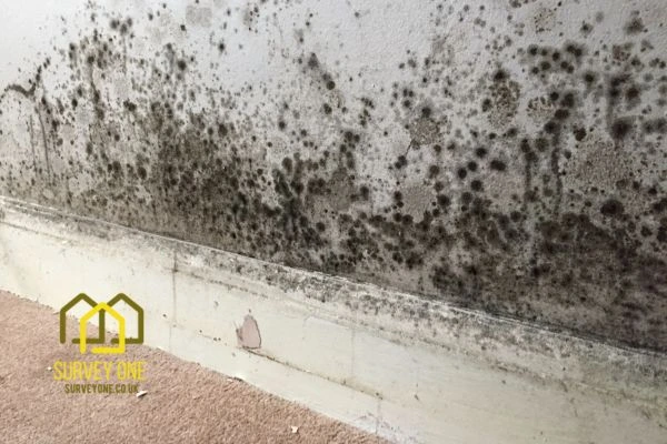 What’s the First Step to Take When You Notice Damp on a Party Wall Bournemouth?